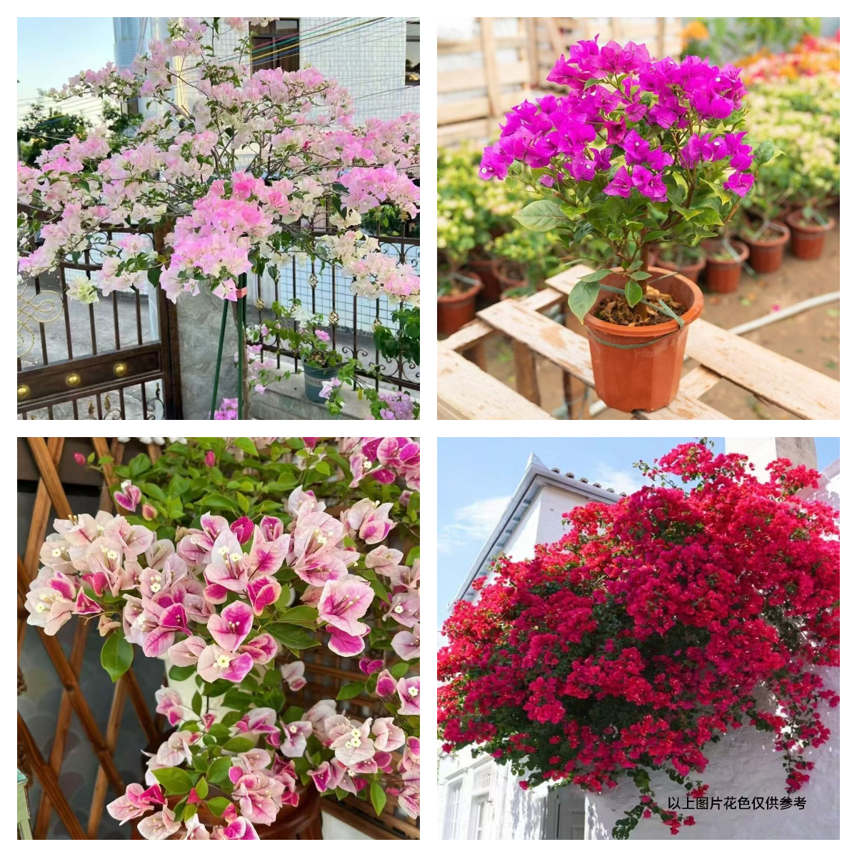 顺丰包邮【13一物一拍】三角梅养护四季勤花庭院阳台爬藤盆栽盆景