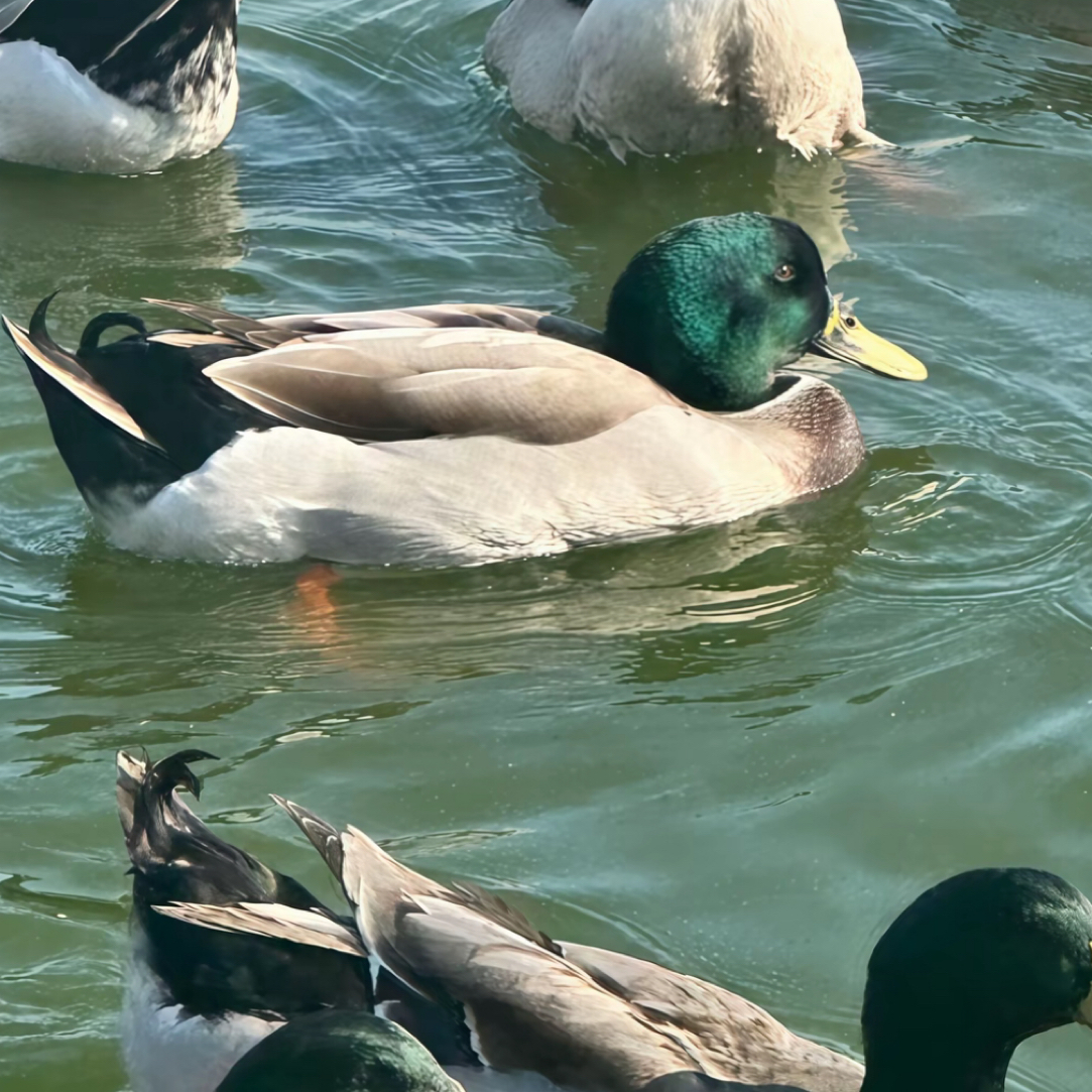 湖南湘西农家绿头鸭子 散养土鸭子 宰杀发货