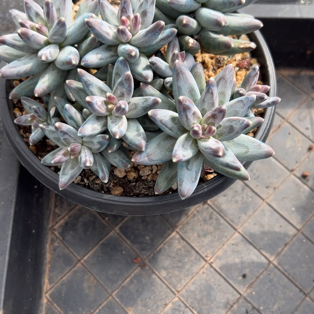 琪***妈美人多肉一物一拍