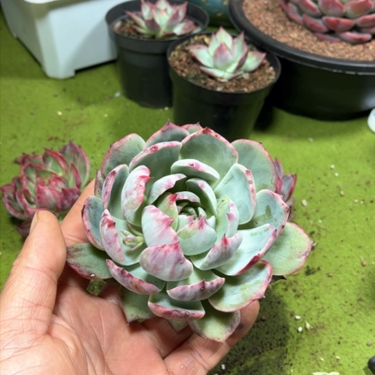 尘惊鸿仙子多肉植物208