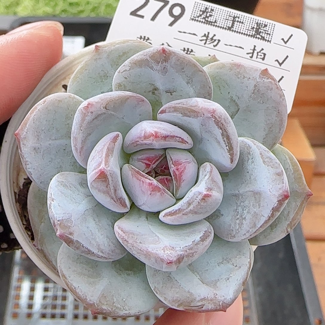 多肉0809-279石榴籽星影