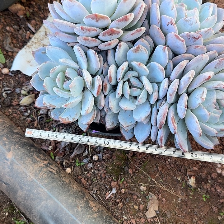 秋***@橙子046 多肉植物一物一拍