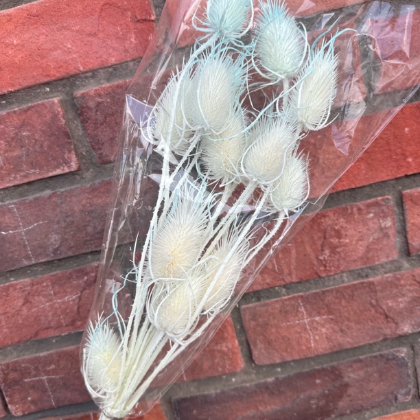 永生大刺芹发财果永生花装饰插花婚礼布置diy手工花材