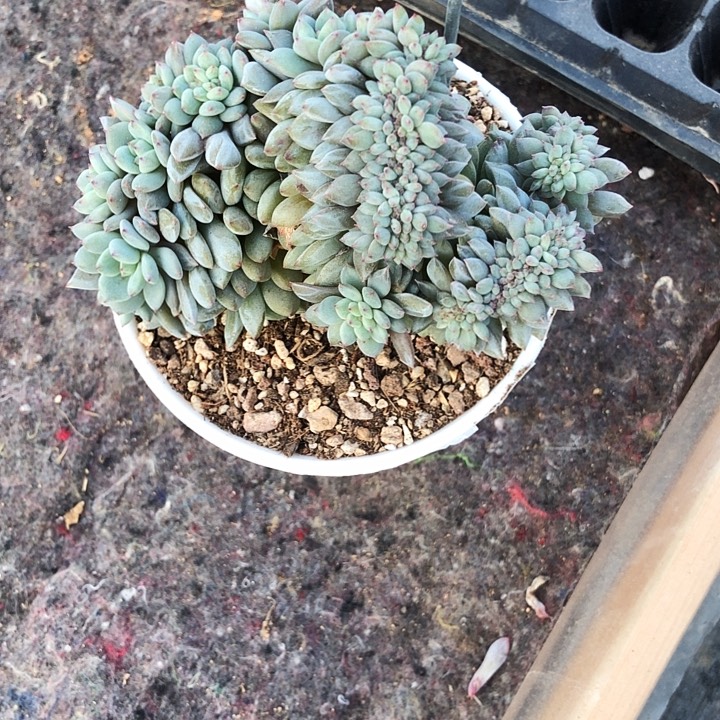 菠萝蜜的多肉植物