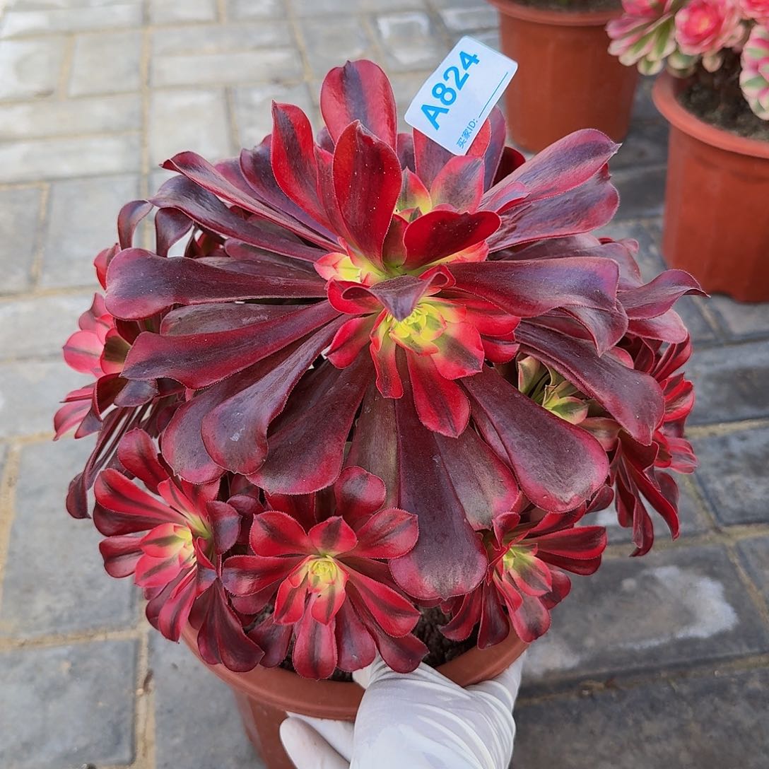 全部花朵824美杜莎44冠服24.5左右