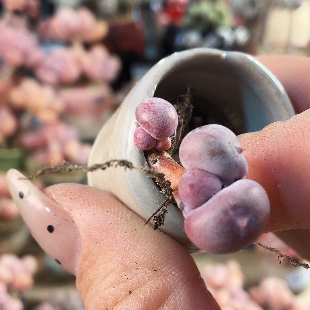 ****萌多肉植物的生长发育和生长发育