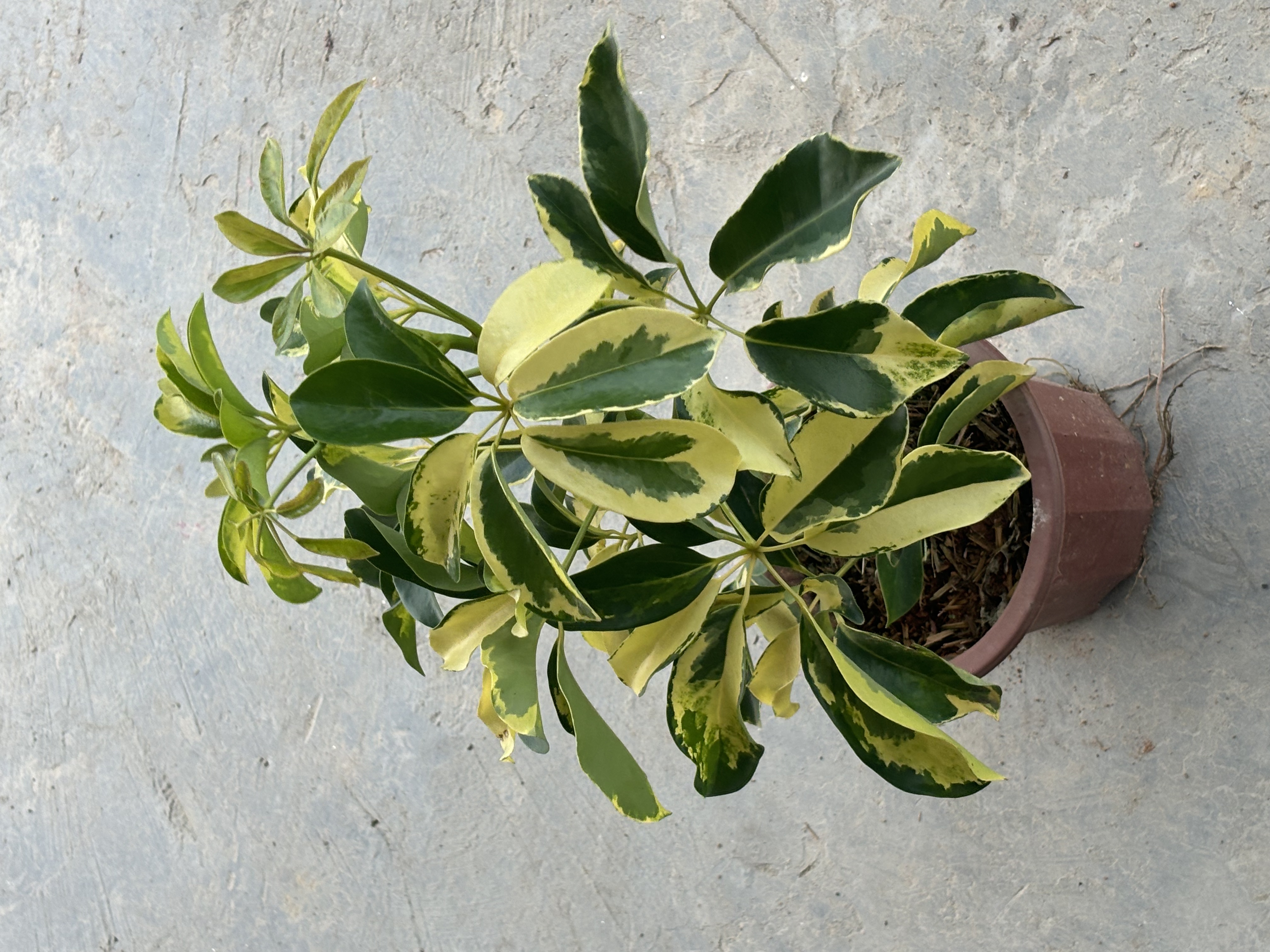 花叶鸭脚木盆栽绿植花八叶室内观赏净化空气好养护招财树