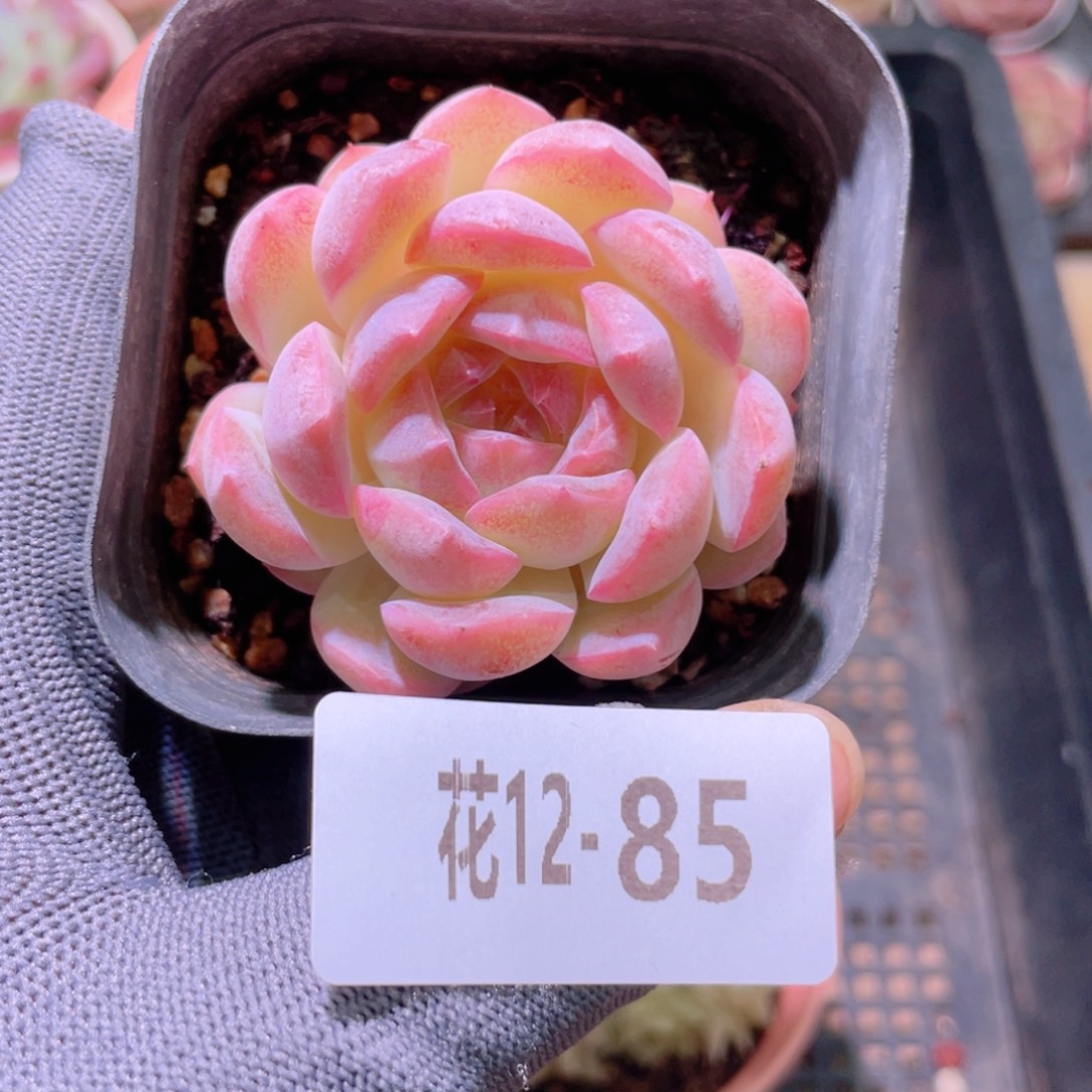 花利美12-85糖心新品