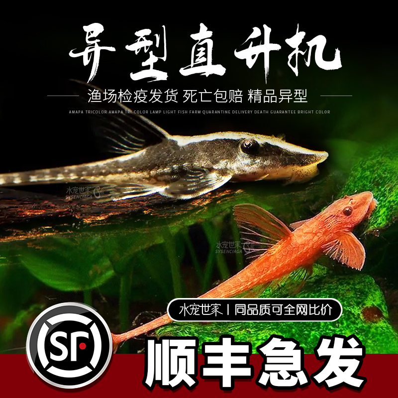 皇冠直升机小型热带鱼异型鱼红蜻蜓鱼南美草缸造景新手观赏工具鱼