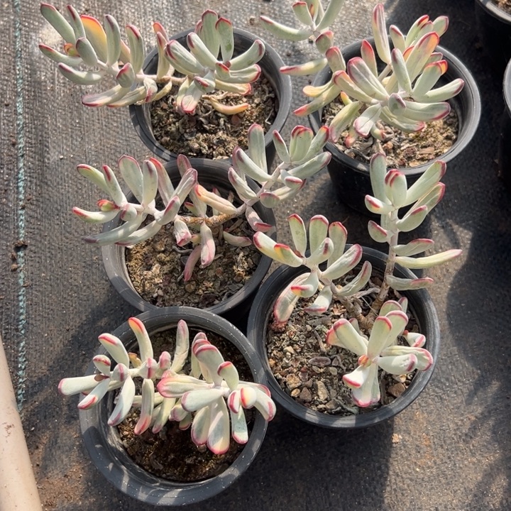 用***1无花朵哈哈哈哈哈哈哈