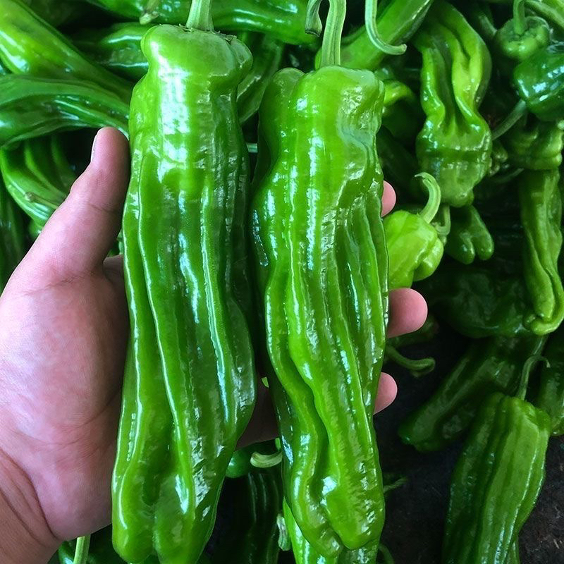 （顺丰包邮）微辣新鲜薄皮虎皮不辣青椒菜椒自种农家蔬菜现摘批发