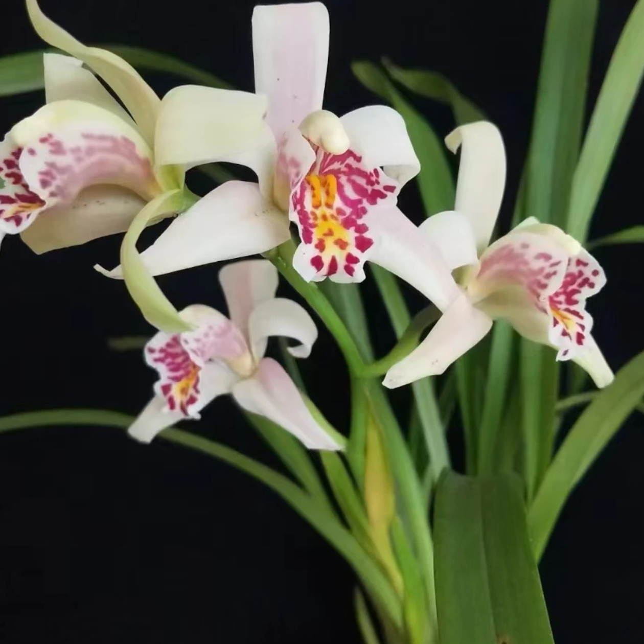 云南虎头兰桑德兰