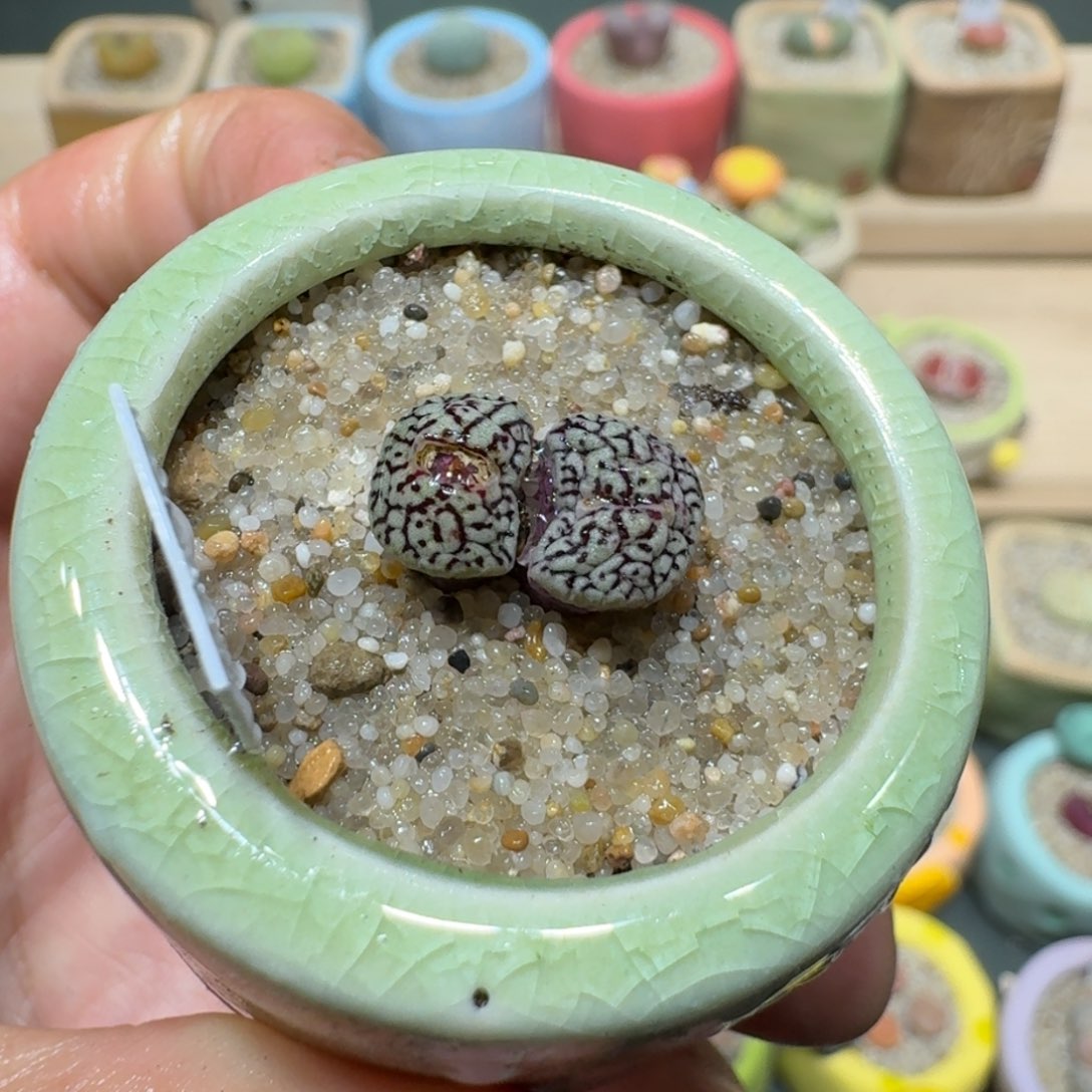 红陶蘑菇1236墨小锥