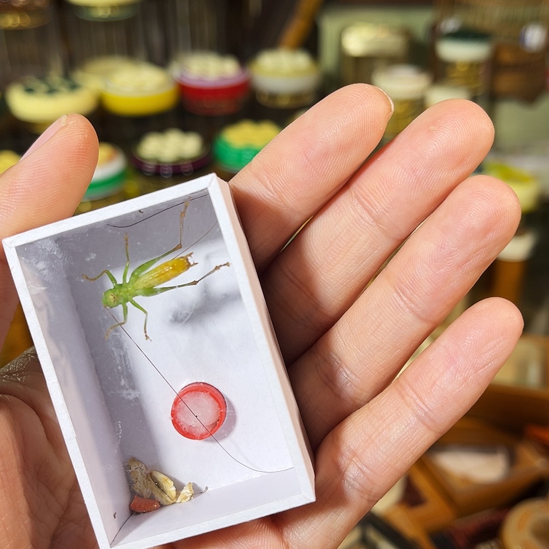 白***熊蟋蟀一只糖果彩螽随单价格