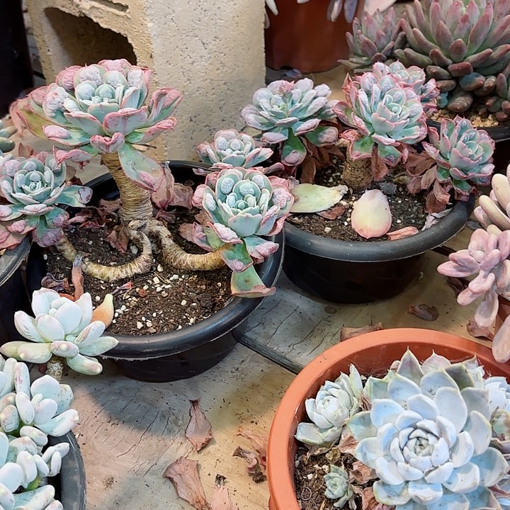 雨滴老桩精品多肉