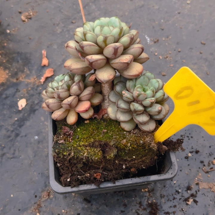 葡萄多肉植物0173