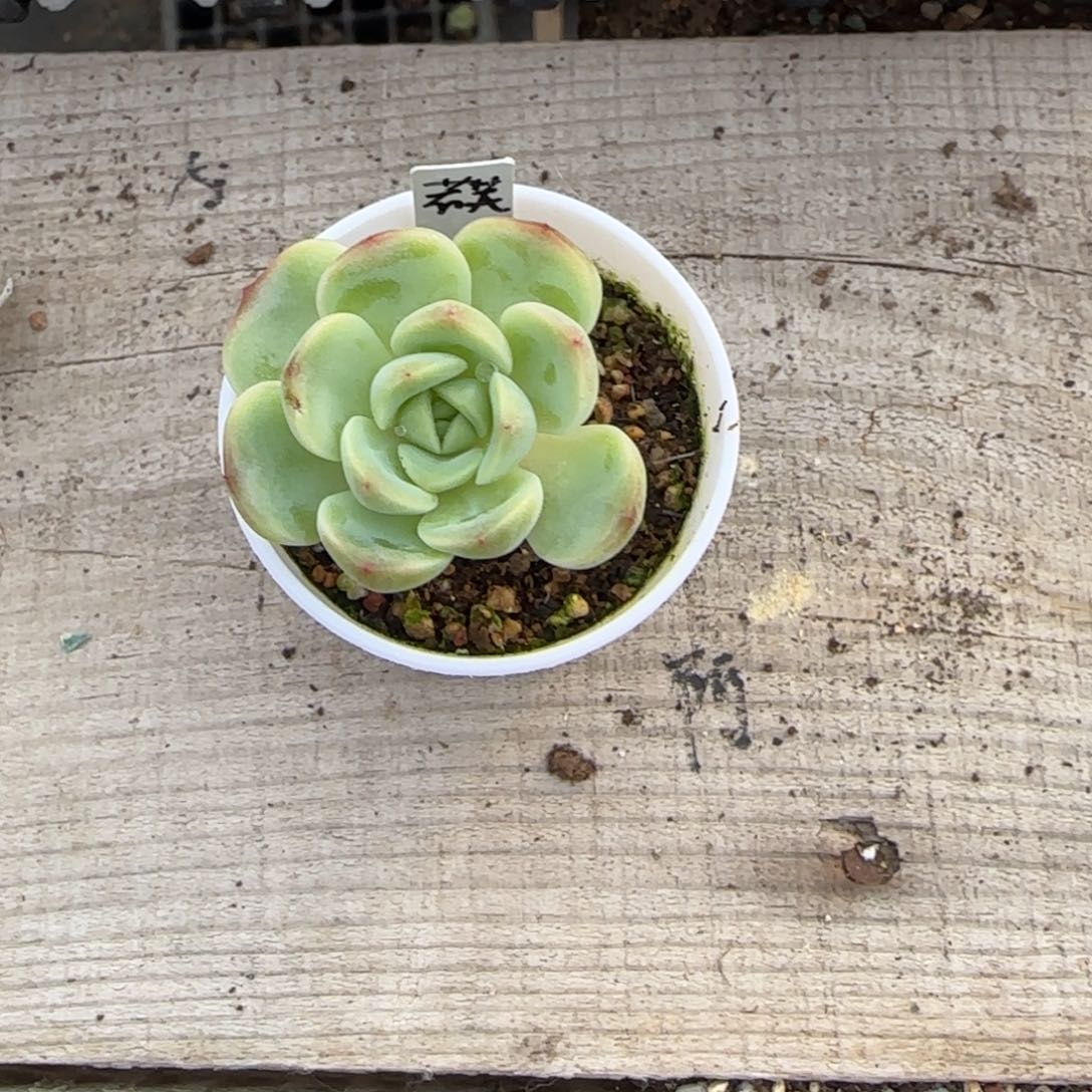 S***记若芙一个盆桌上满25包邮