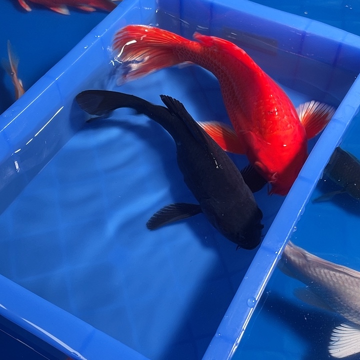 观赏鱼，精品蝴蝶鲤