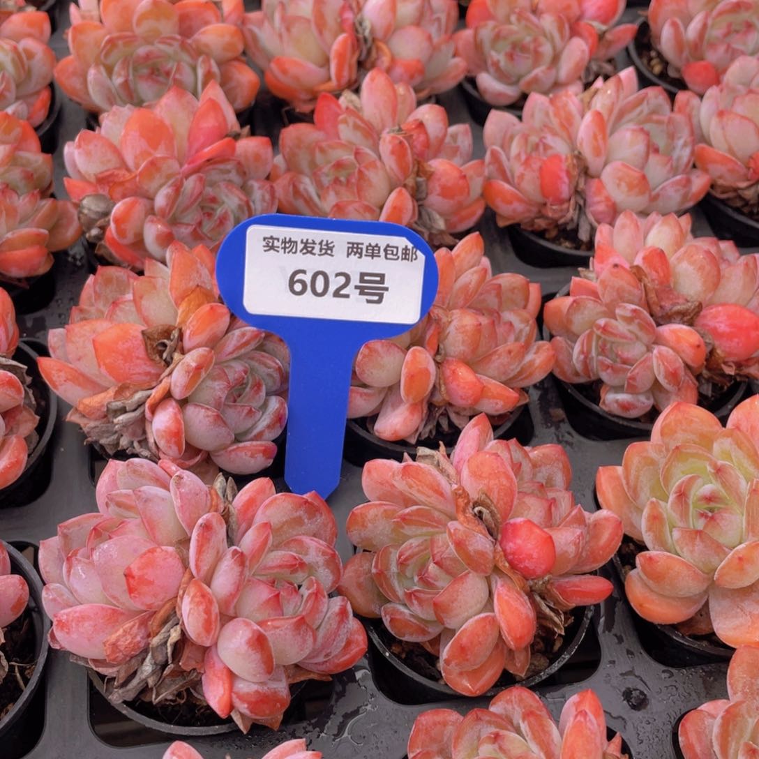 602号韩版全明星双头两个