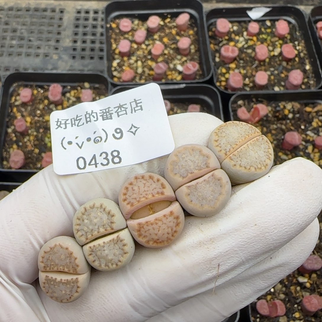 0438。默认脱土。18包邮。偏远88包邮