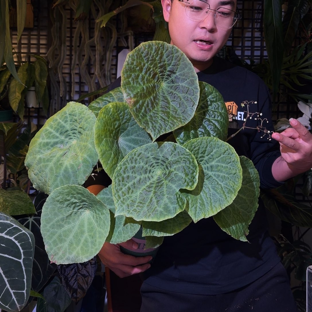 完全开放N107福寿秋海棠