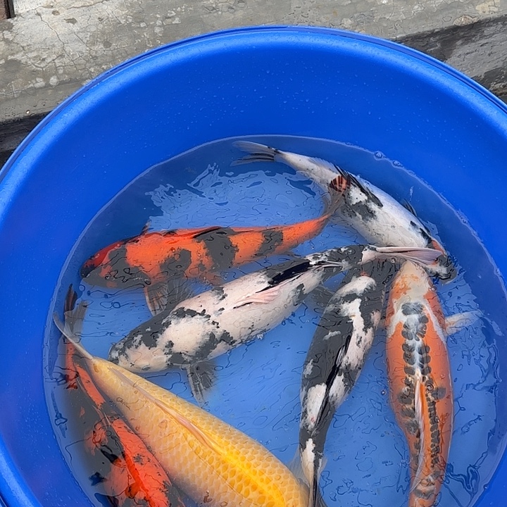 海水鱼赤目芒果套餐白写介子