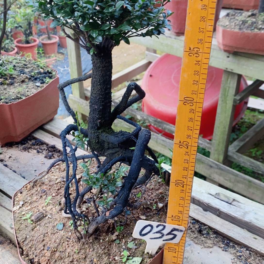 当前无花朵，栽培后可花朵