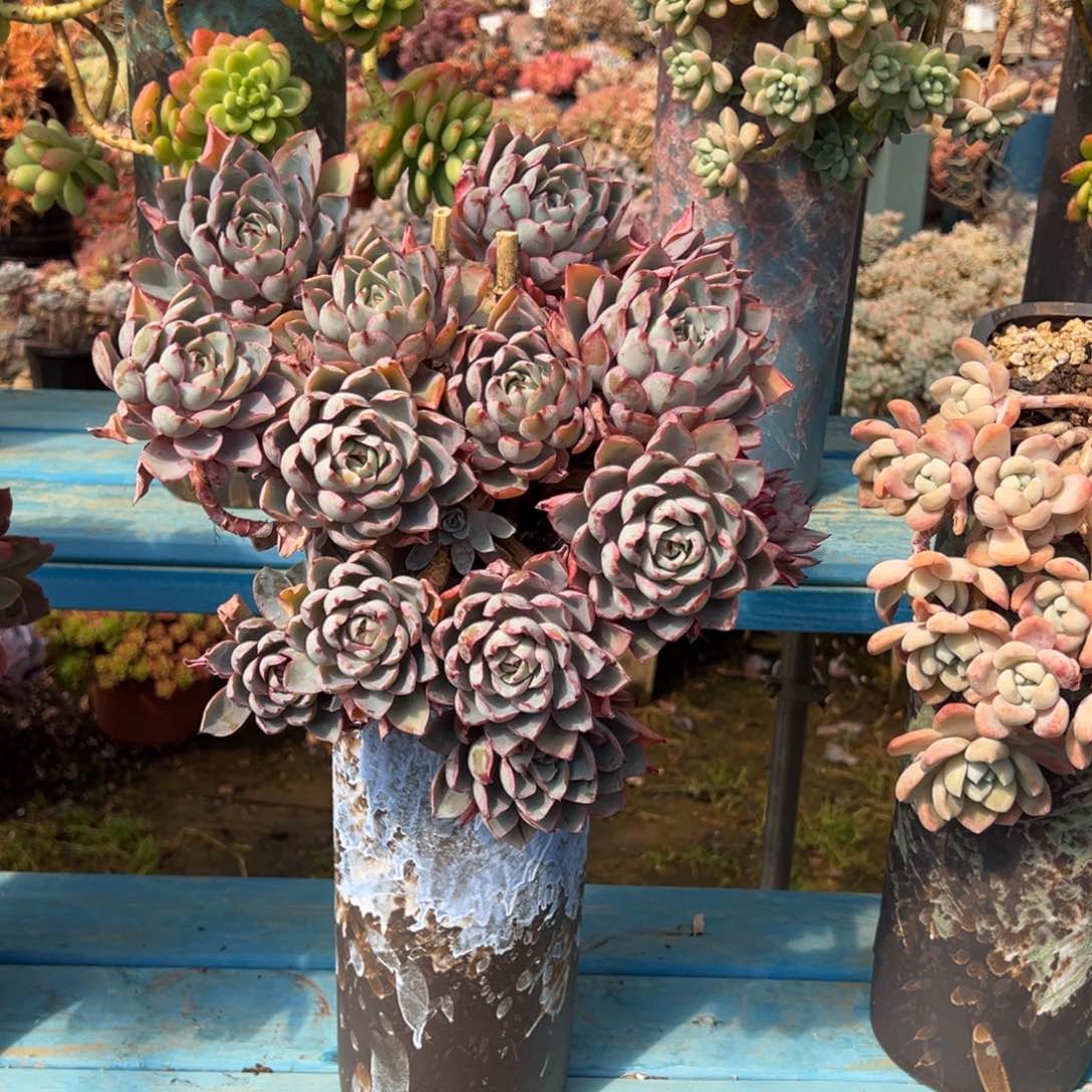 精品赫拉妖桩 砍过