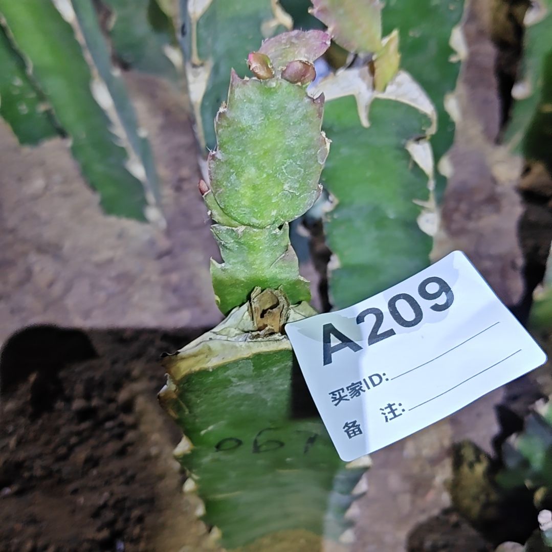 067嫁接零下5度之上包邮209