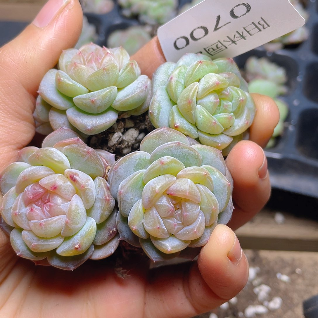 多肉植物多肉植物700