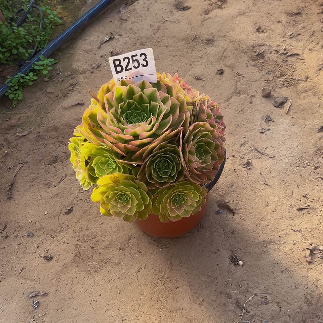 雨荷一物一拍253