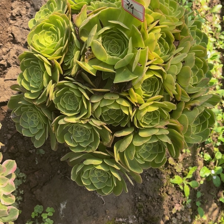 39雨荷多肉植物法师
