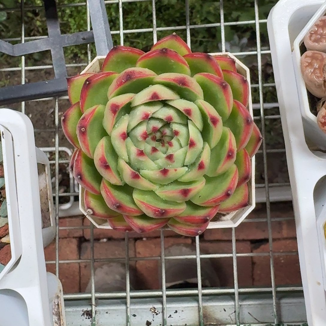 月亮石单头7㎝盆参考