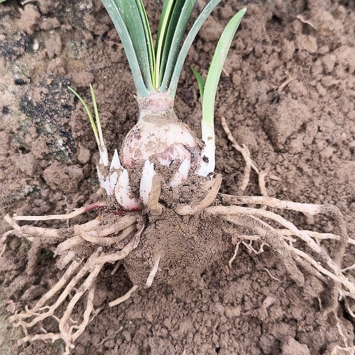 越南王子朱顶红一坨  