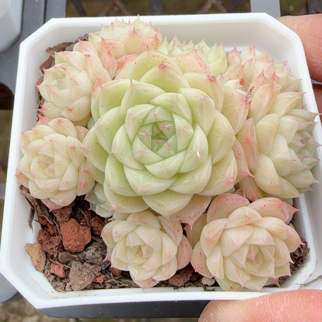 一***哦【闪购商品】0207-142（m1-221）