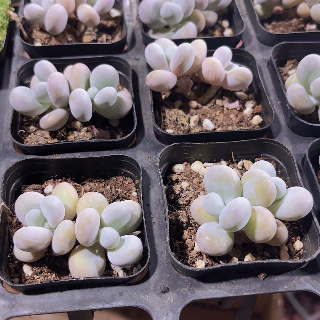 精品奶酪多肉植物