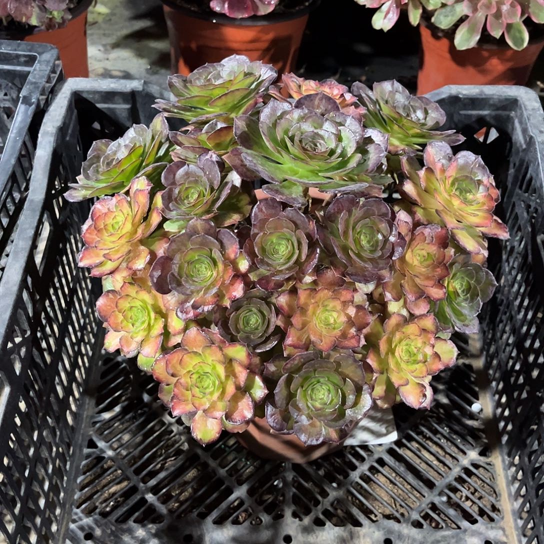 海王七彩漂亮漂亮