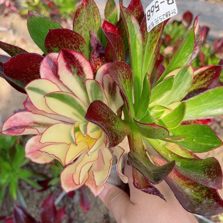 568魅影七彩嫁接多肉12345678