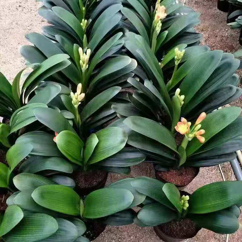 【精品】室内四季常青绿植高档宽叶盆栽精品易养活君子兰