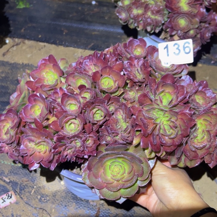 万缀多肉植物136