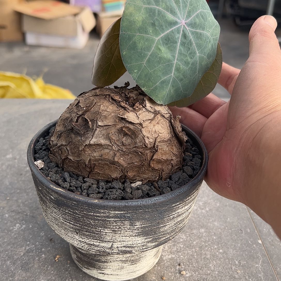 阿****一叶龟6666888888