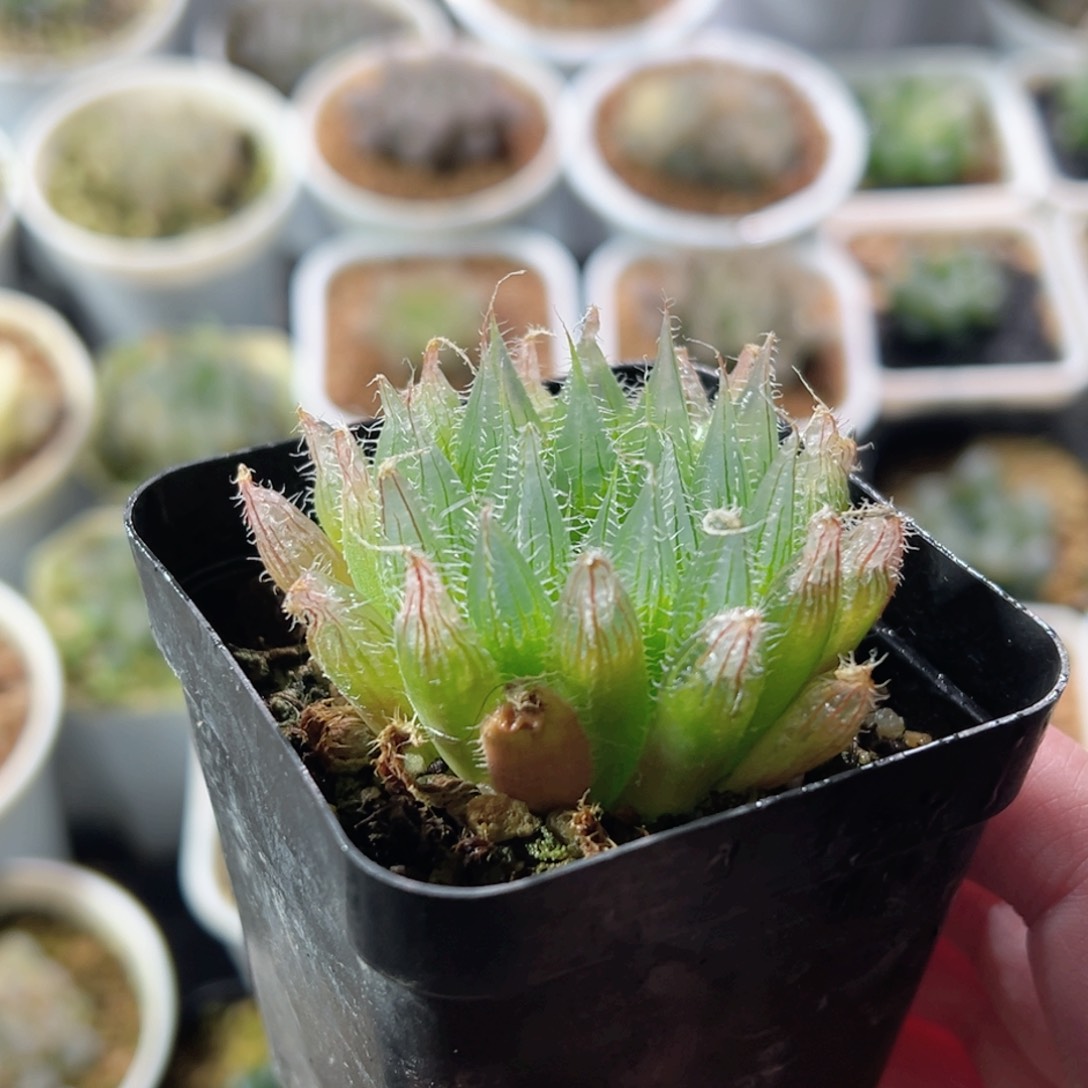 钻石实生针管玉露多肉