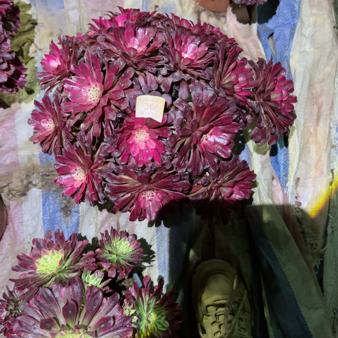 雪姬法师多肉366