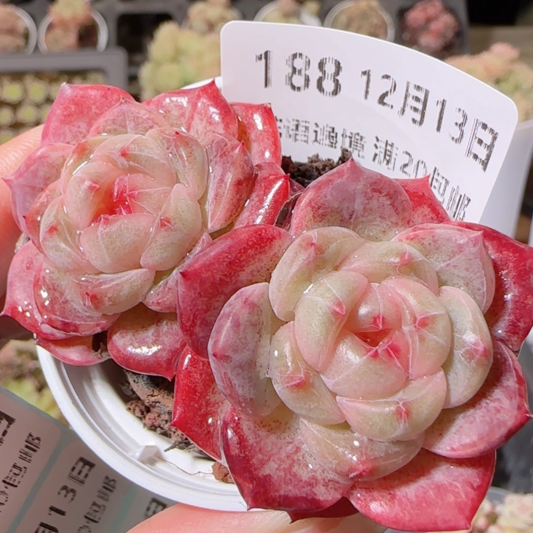 花语多肉1213-188甜心
