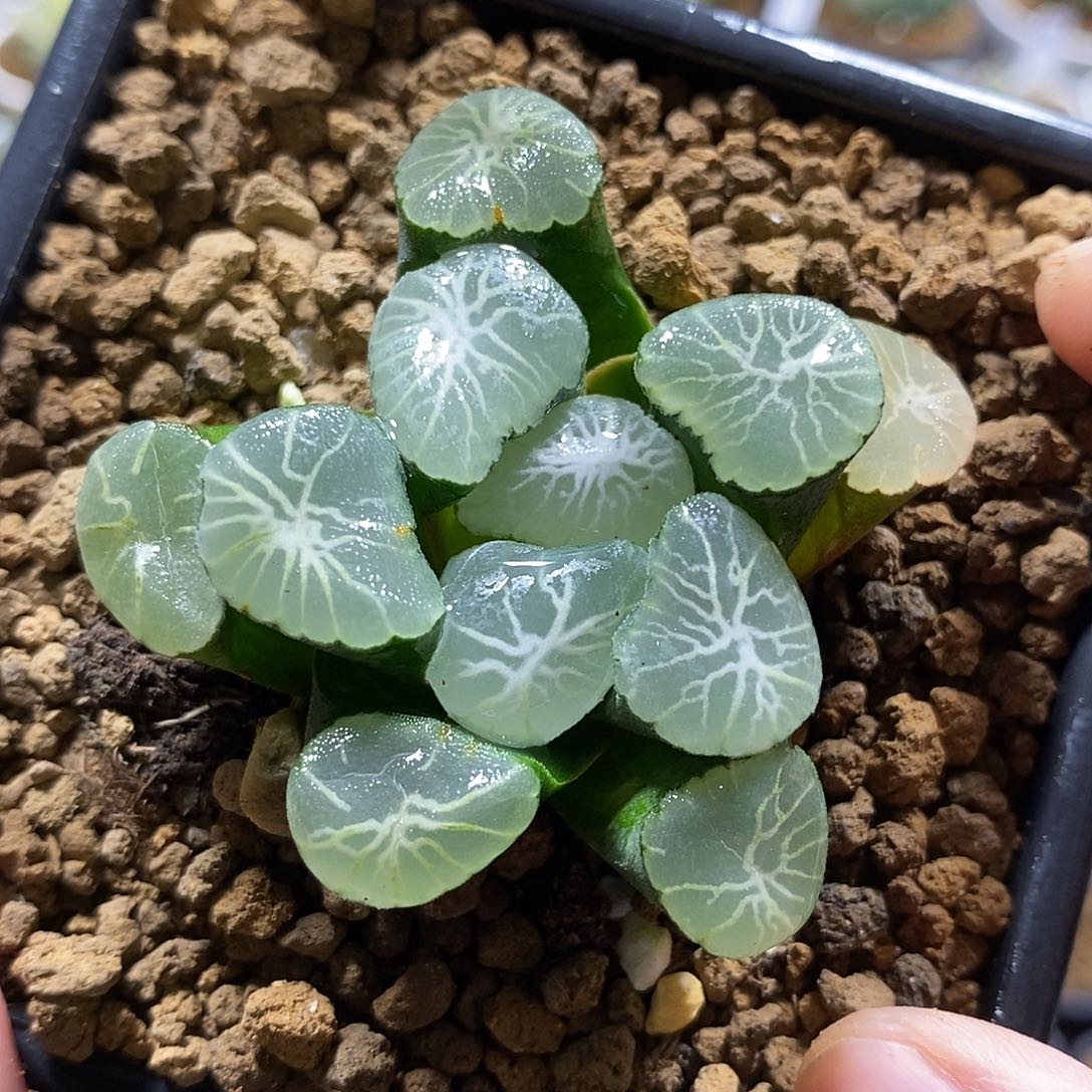 75女神欧哈哈哈哈哈哈