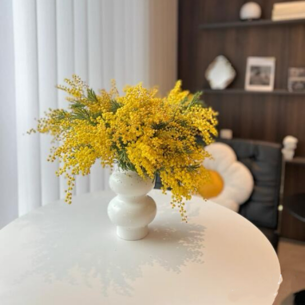 羽叶金合欢干花生活基地直发枝条干养