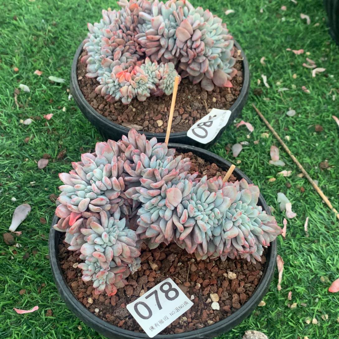 078橙子1111111111