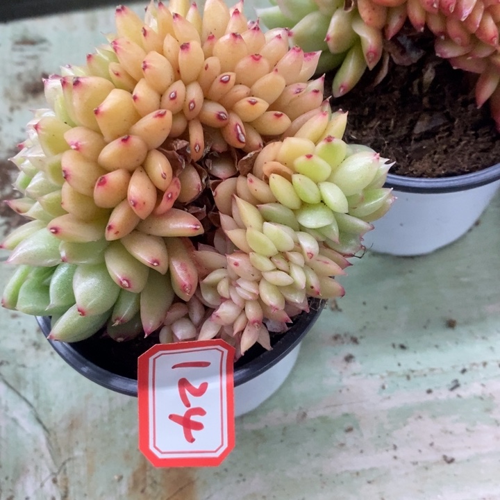 飘**雪一物一拍玉杯缀多肉124