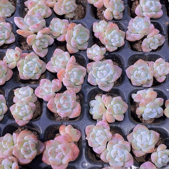 双头冰玉老桩【满10颗包邮】