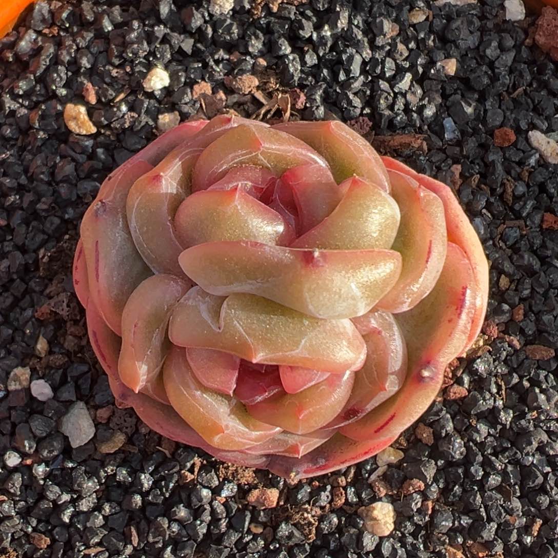 多肉一物一拍0311-16